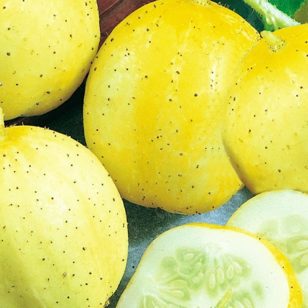 50 Lemon Cucumber Seeds – Non GMO Heirloom Home Garden Plants, Seeds & Bulbs