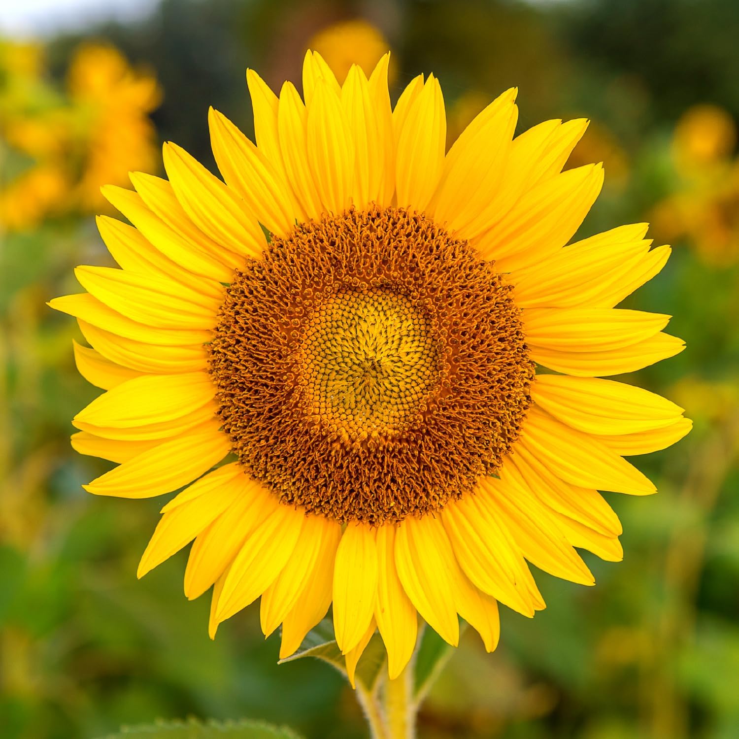 25 Mammoth Sunflower Seeds – Non GMO Heirloom Sunflower Seeds for Planting