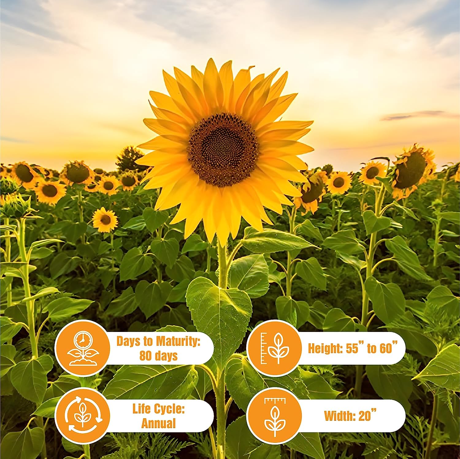 25 Mammoth Sunflower Seeds – Non GMO Heirloom Sunflower Seeds for Planting
