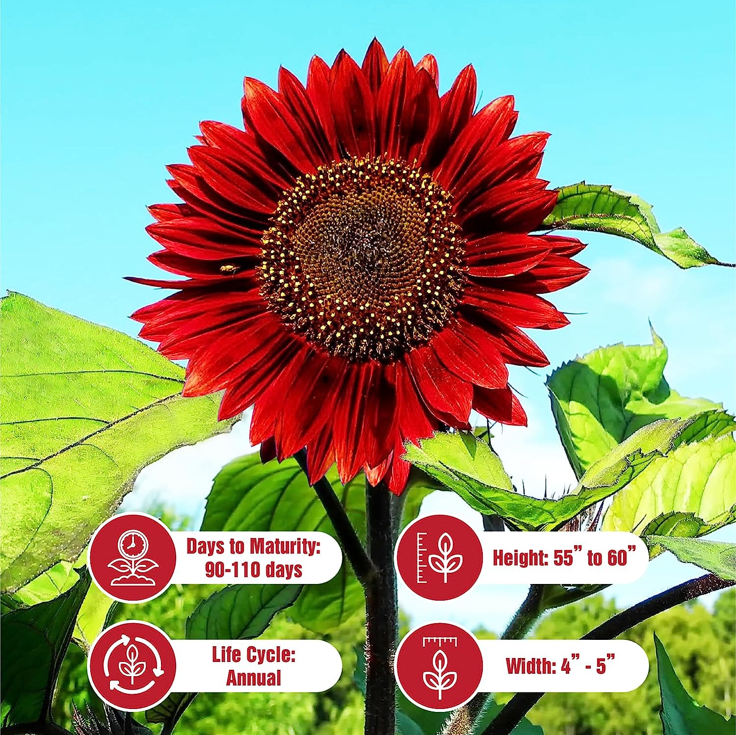 25 Red Velvet Queen Sunflower Seeds – Sunflower Seeds for Planting – Garden Plant – Sunflower Seeds – Garden Seed Sunflower Gifts – Non GMO Heirloom Sun Flower Seeds for Planting Outdoors