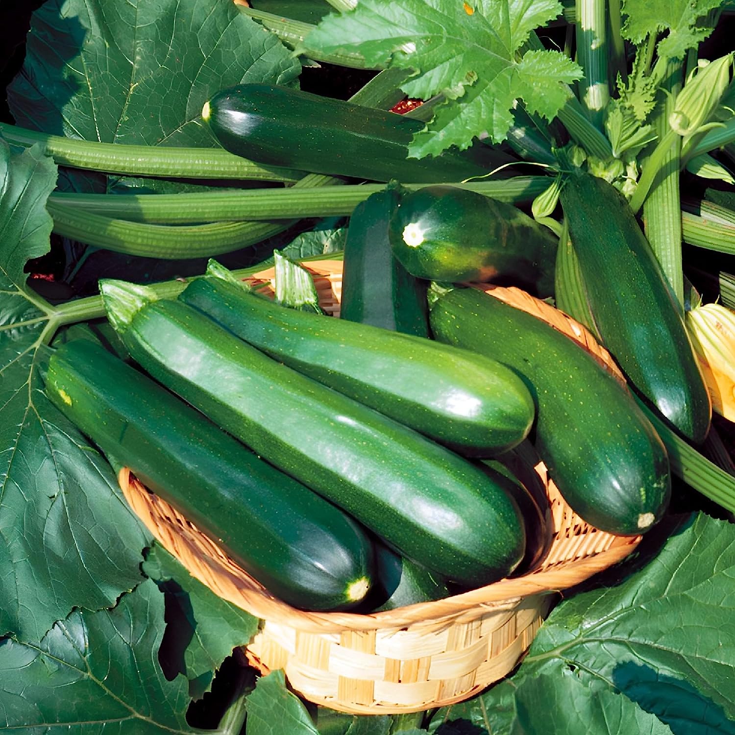 25 Black Zucchini Seeds for Gardening – Non GMO Heirloom Garden Plants, Seeds & Bulbs – Plant Seeds Zucchini Organic Fresh – Organic Zucchini Fresh Seeds – Seeds for Planting Vegetables and Fruits