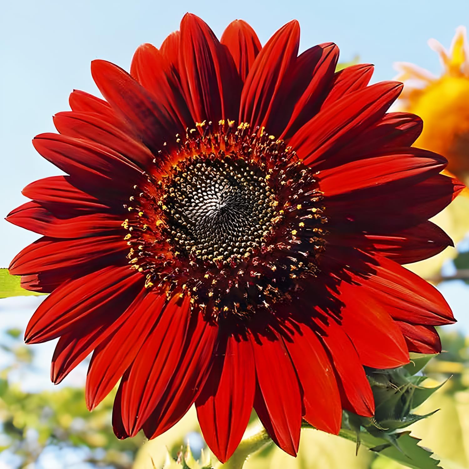 25 Red Velvet Queen Sunflower Seeds – Sunflower Seeds for Planting – Garden Plant – Sunflower Seeds – Garden Seed Sunflower Gifts – Non GMO Heirloom Sun Flower Seeds for Planting Outdoors