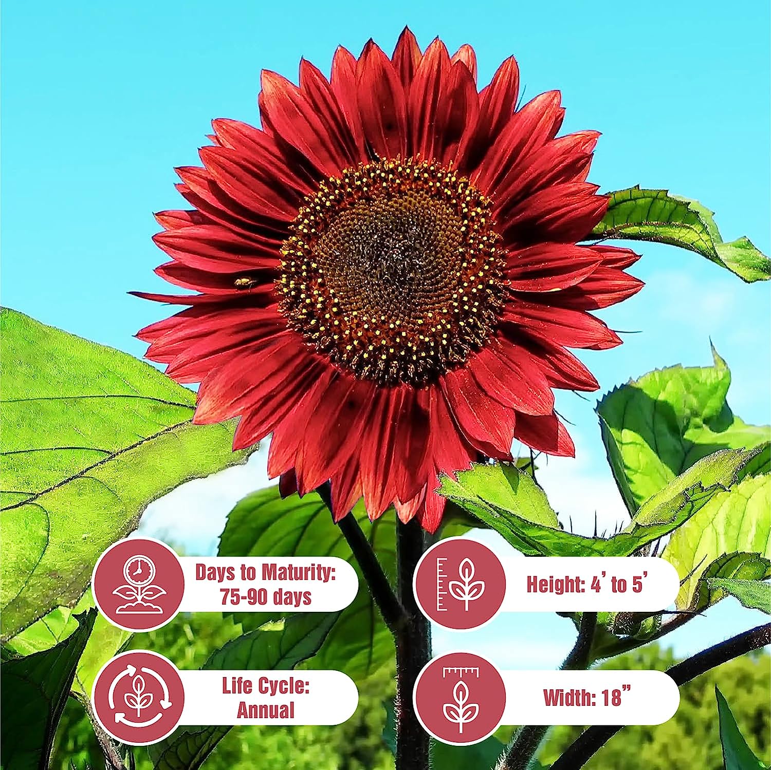 25 Sunflower Seeds for Planting – Non GMO Heirloom Garden Plant Purple Chocolate Cherry Sunflower Seeds – Sunflower Seeds – Garden Seed Sunflower Gifts – Sun Flower Seeds for Planting Outdoors